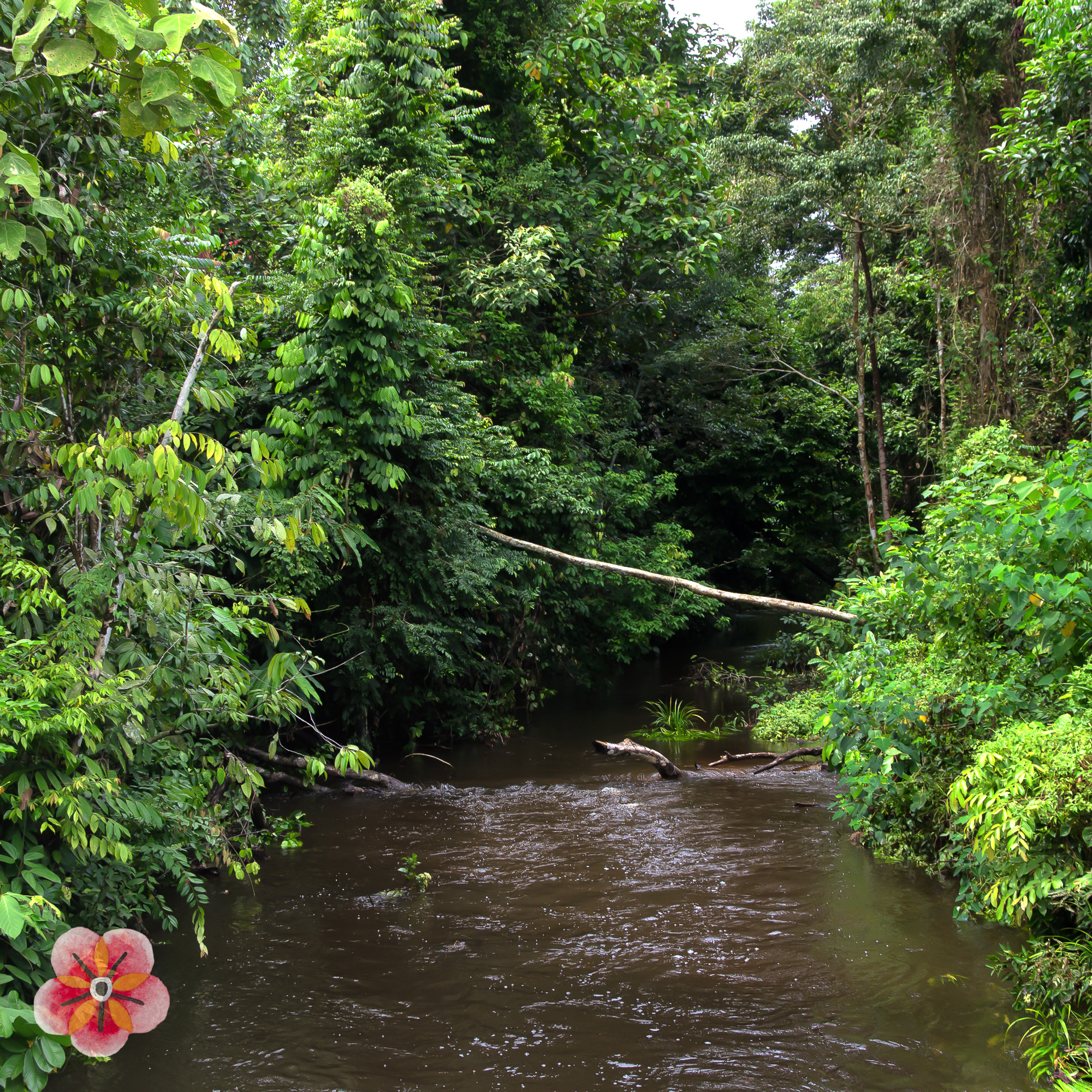 Central Kalimantan: forest, village, and changing land · image 1