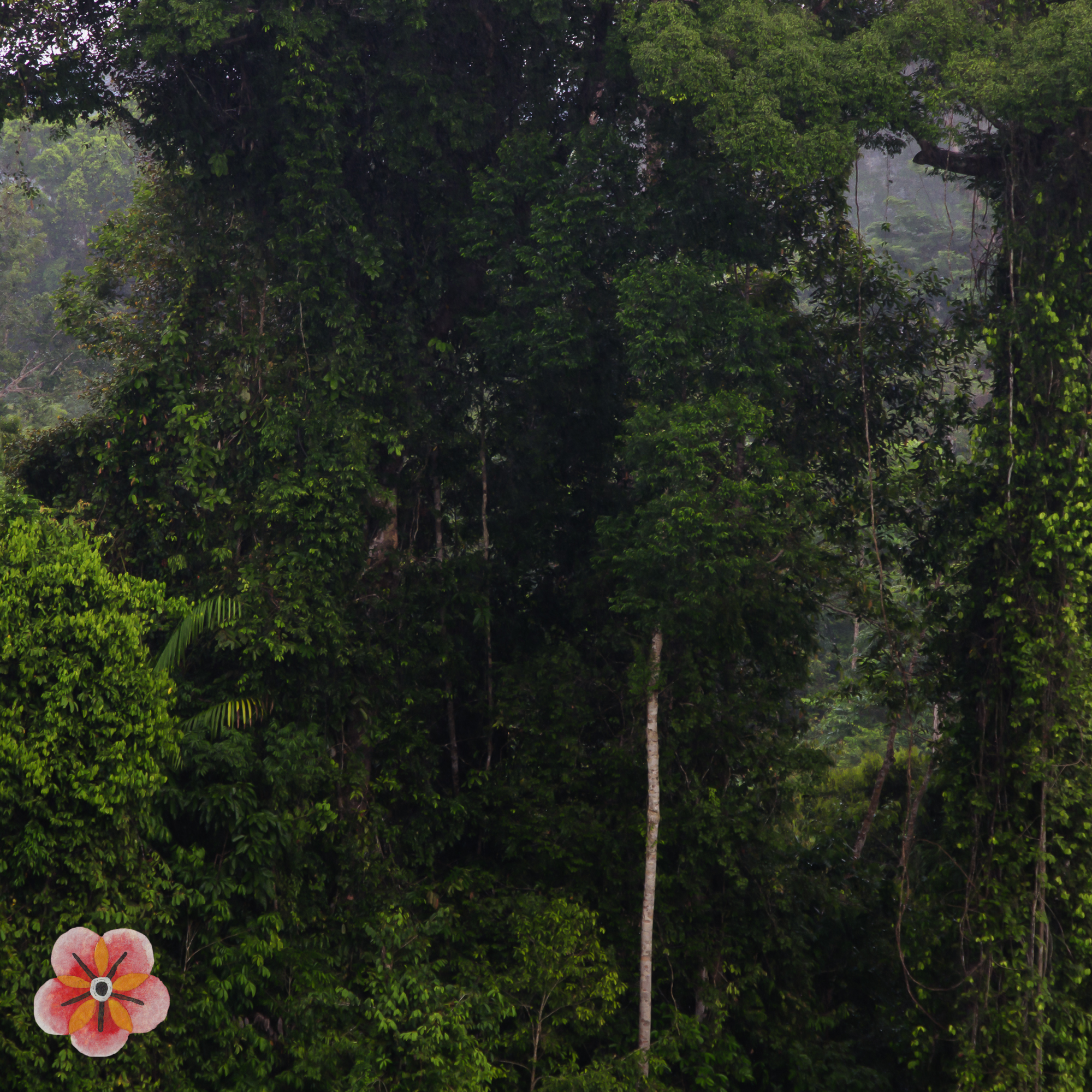 Central Kalimantan: forest, village, and changing land · image 2
