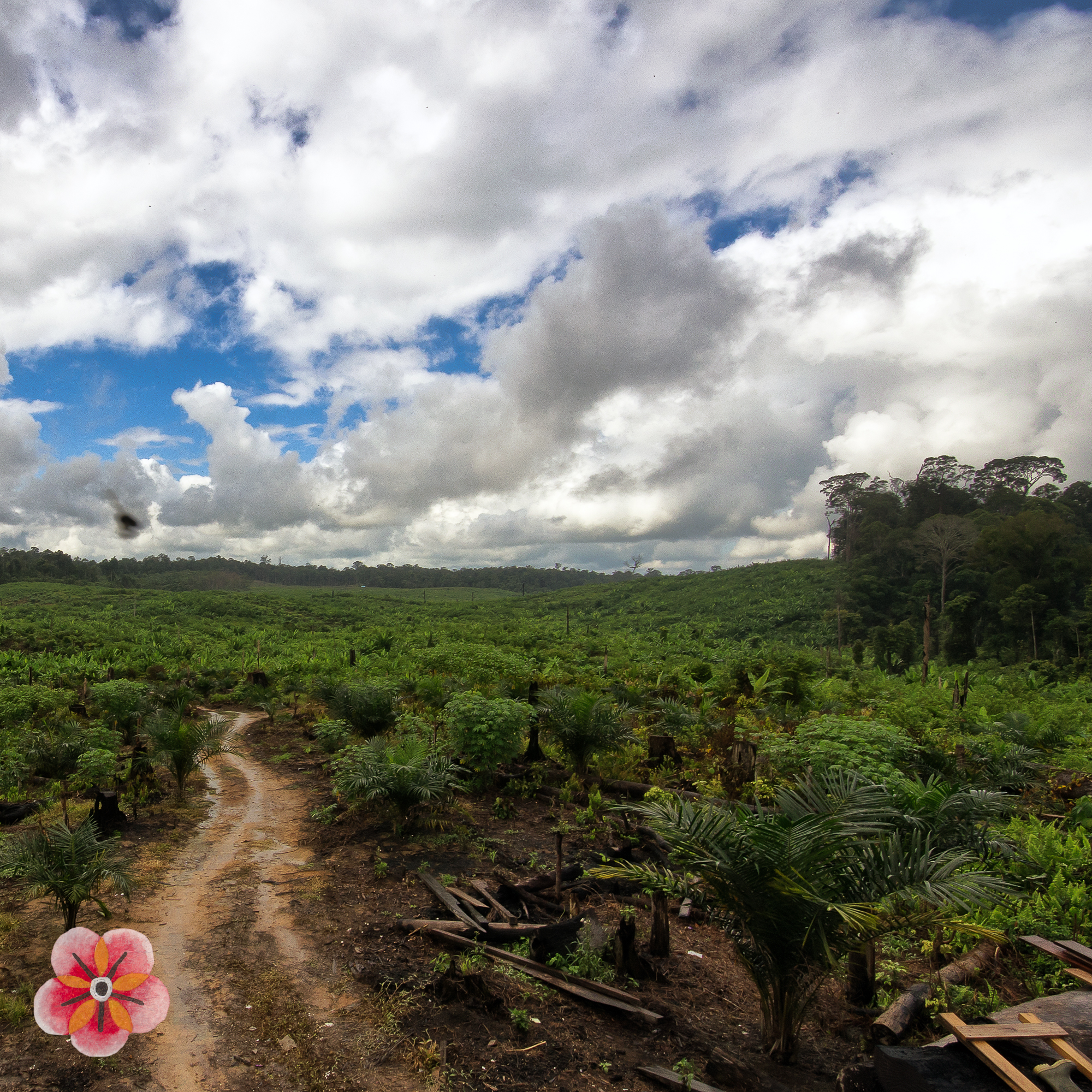 Central Kalimantan: forest, village, and changing land · image 3