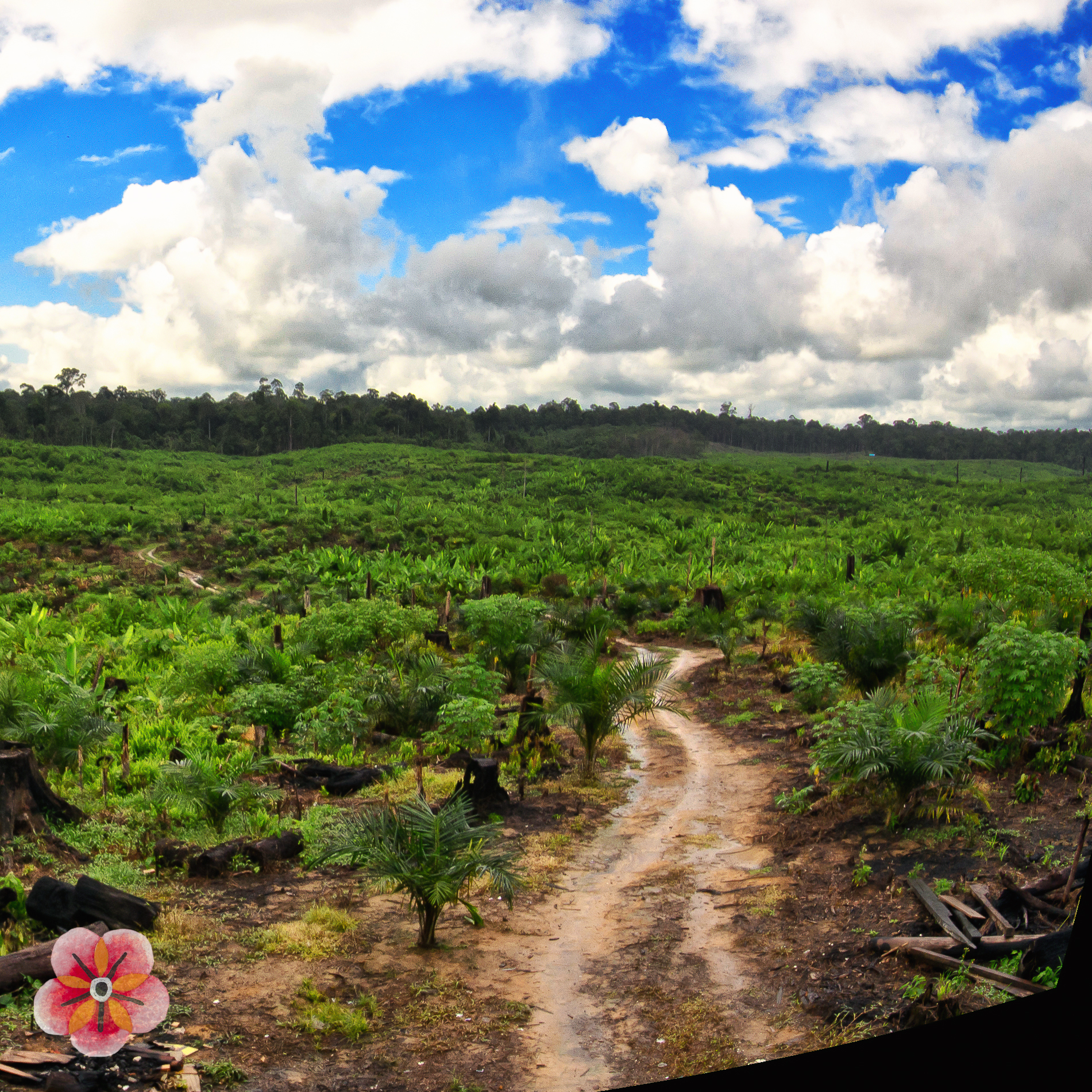 Central Kalimantan: forest, village, and changing land · image 4