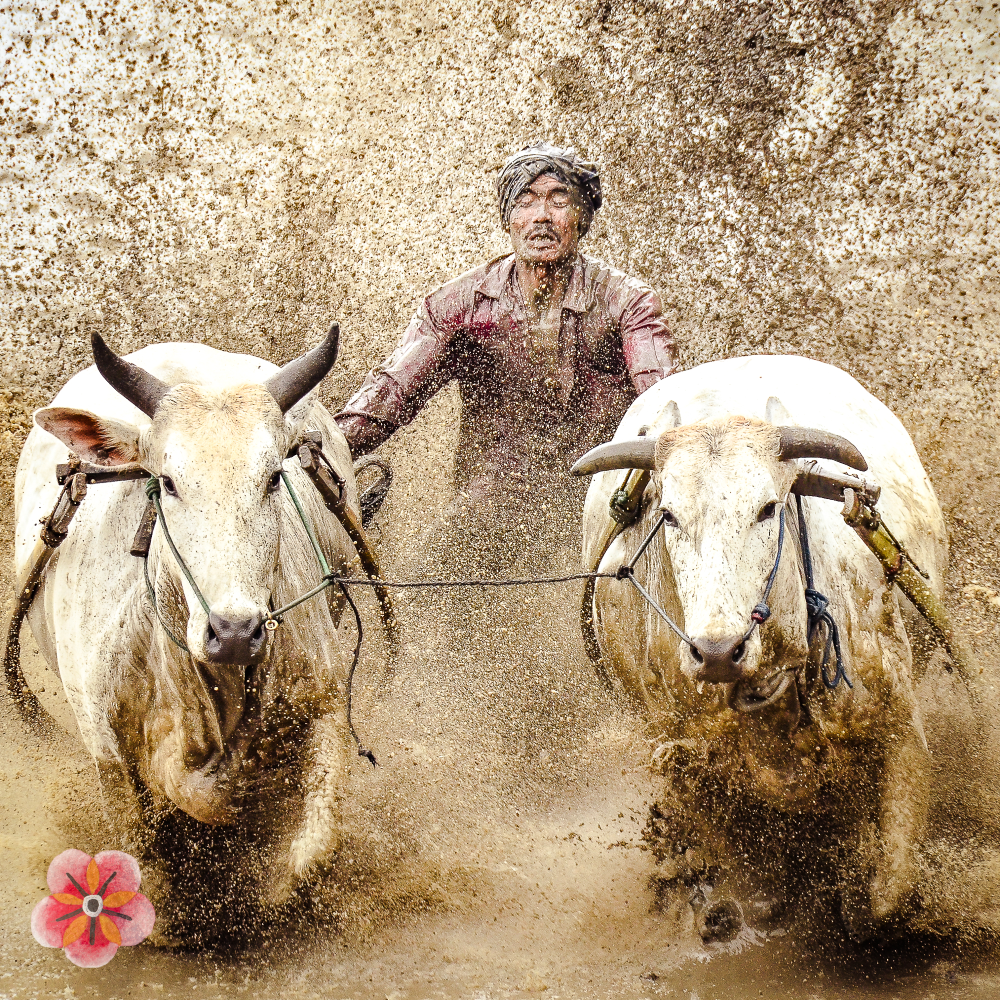 West Sumatra field photography by Junita Arneld